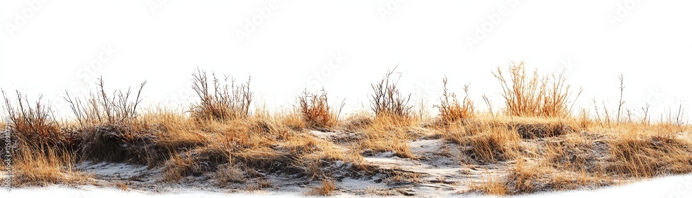 Dry grass and shrubbery on a sandy dune, white isolate background Dry grass and shrubbery on a sandy dune, white isolate background