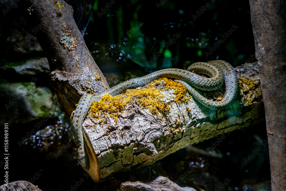 Smoth Snake in a Zoo Bavaria Germany