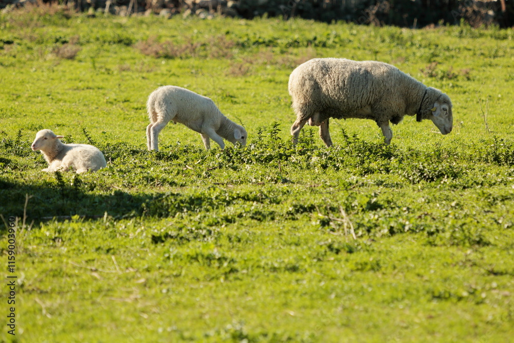 Evening Harmony in the Meadow Evening Harmony in the Meadow