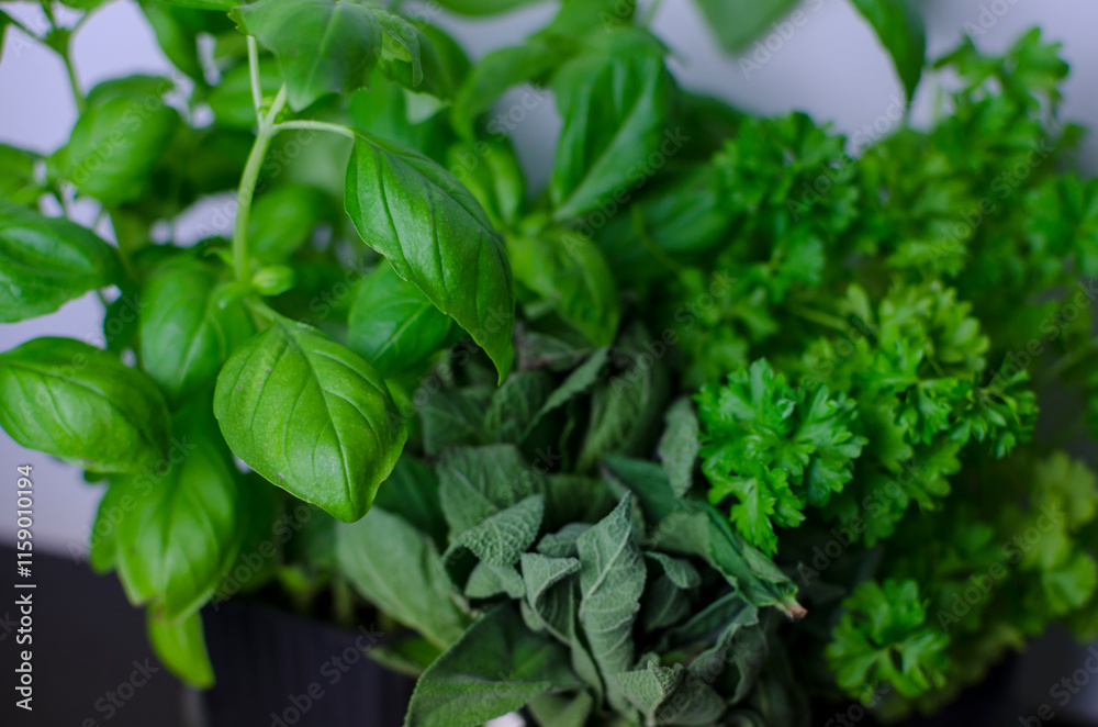 Garden fresh herbs - basil, sage, parsley on a table - close up Garden fresh herbs - basil, sage, parsley on a table - close up