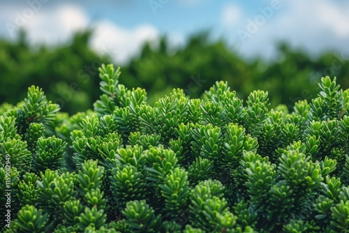 Looking up at the green tops of trees 32k uhd photo