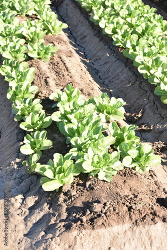 Obraz na płótnie Yuma, AZ. U.S.A. 11/2024. At the convergence of Arizona, California, Mexico and the Colorado River is Yuma, Arizona, the Winter Lettuce capital of North America. w salonie