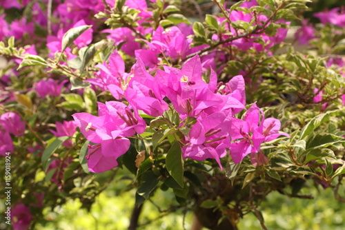 Bougainvillea in Full Bloom