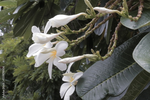 White Plumeria Blossoms