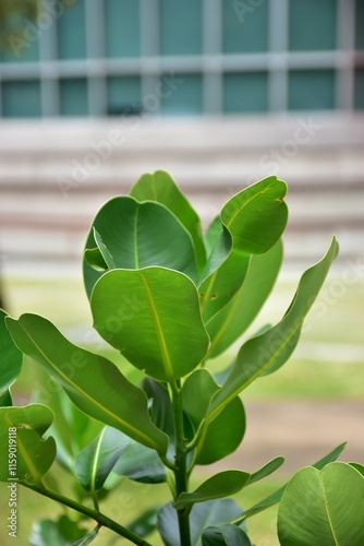 Fresh Green Leaves