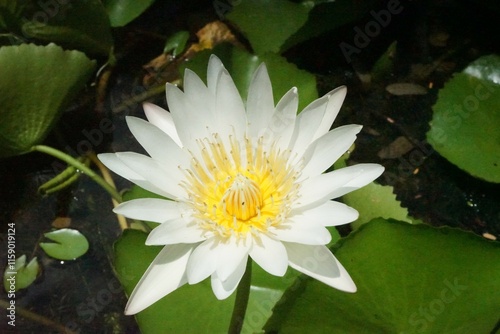 White Lotus Flower