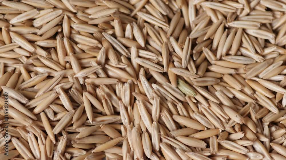 close up oat seeds pile rotation, oat harvest concept, oats macro close up oat seeds pile rotation, oat harvest concept, oats macro