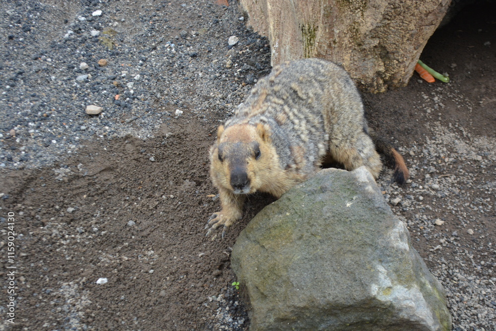 Fototapeta premium Himalayan marmot in a burrow