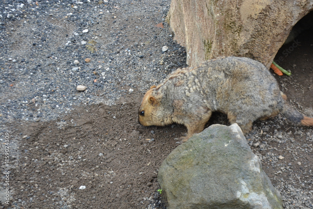 Fototapeta premium Himalayan marmot in a burrow