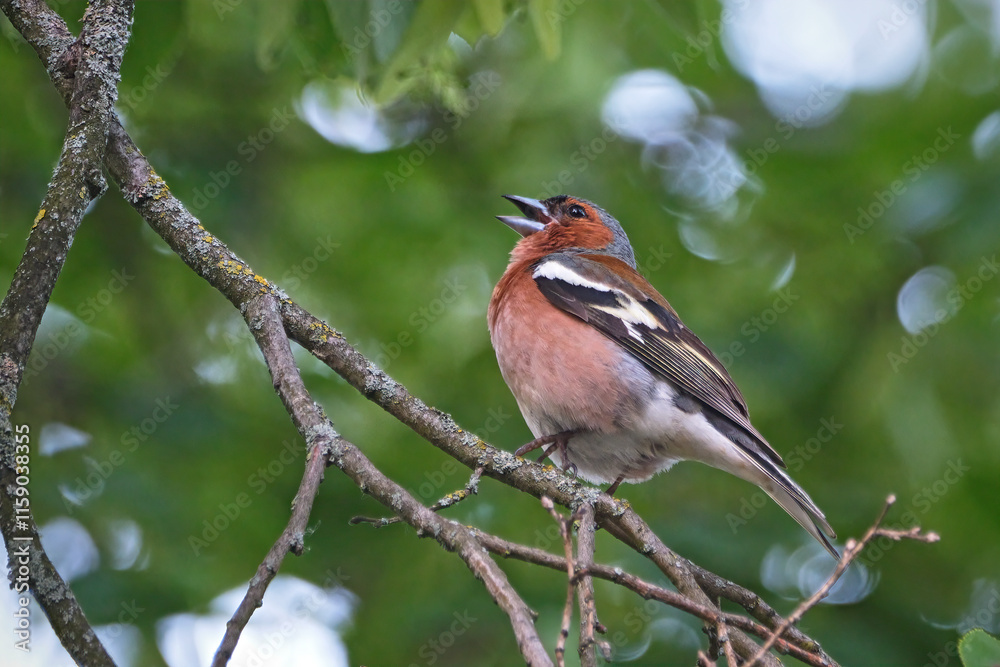 Buchfink ( Fringilla coelebs ). Buchfink ( Fringilla coelebs ).