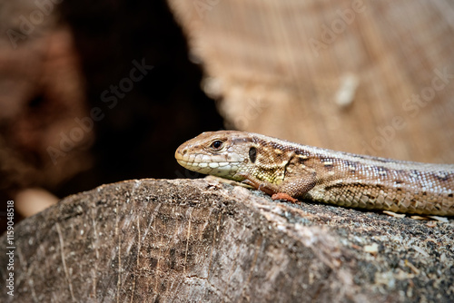 Zauneidechse ( Lacerta agilis ).
