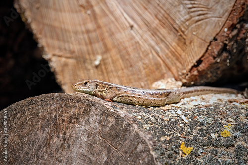 Zauneidechse ( Lacerta agilis ). photo