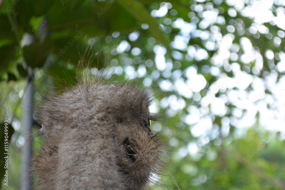 Obraz premium Close up of ostrich head