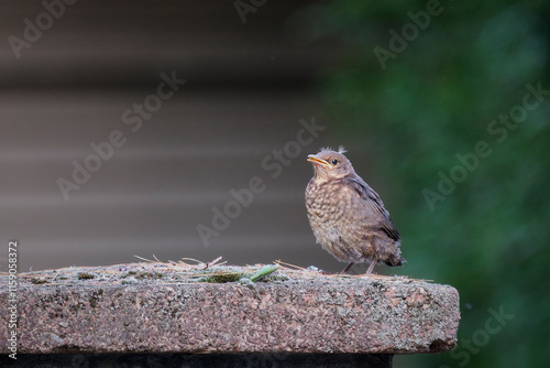 Junge Amsel ( Turdus merula ) oder Schwarzdrossel. photo