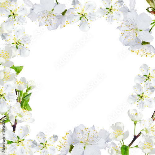 Botanical frame, floral design on white transparent background Cherry plum white flowers like square border Spring wedding template Copy space