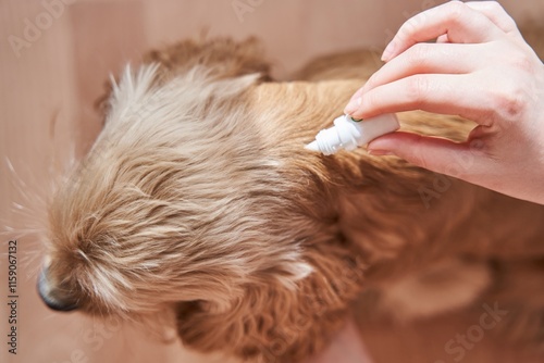 the dog is treated with a flea remedy. The dog is dripped on the withers with a parasite remedy