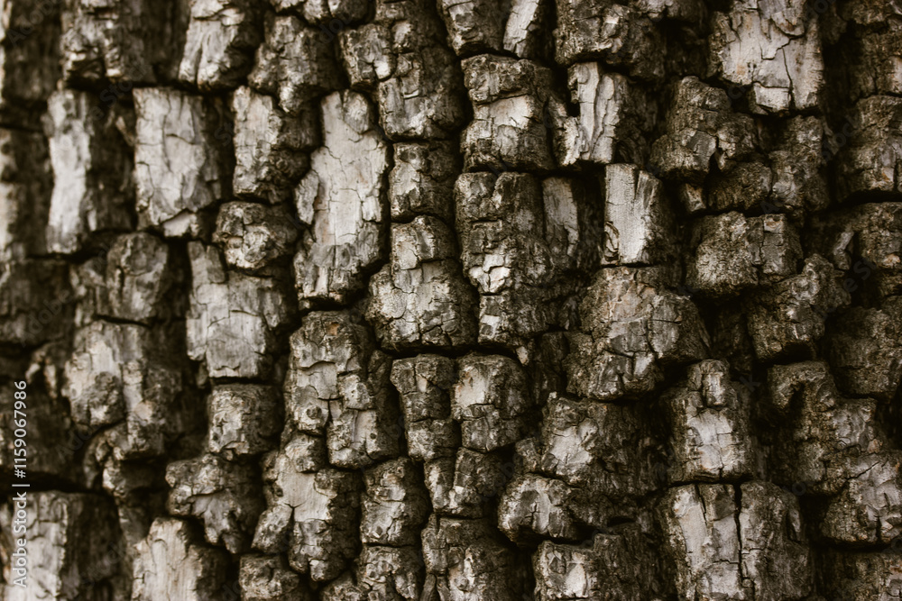 Pine tree dry bark dark grey texture. Old wood trees background pattern. Detail of oak tree. Grunge wooden surface. Forest, park, parkland nature. Pine tree dry bark dark grey texture. Old wood trees background pattern. Detail of oak tree. Grunge wooden surface. Forest, park, parkland nature.