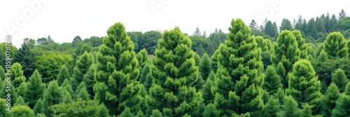 Three trees aligned in a row, with the middle tree standing tall above the others, vertical, landscape, three