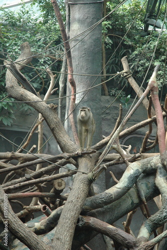 monkey