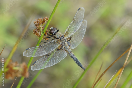 Closeup on an adult Four spotted chaser dragonflu,Libellula quadrimaculata, sitting with spread wings