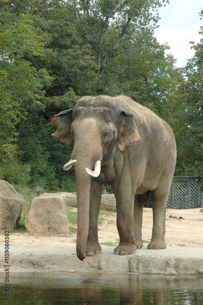 Fototapeta premium elephant 