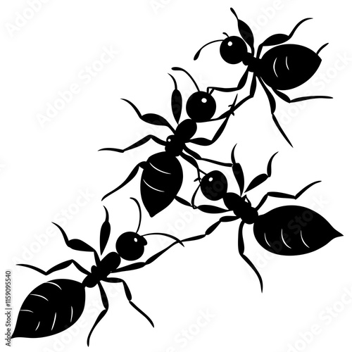 black ant isolated on white background