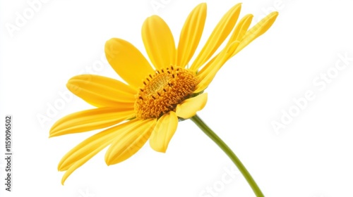 A close-up of a sunlit yellow daisy with its bright petals, isolated white background, minimalist art style