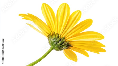 A close-up of a sunlit yellow daisy with its bright petals, isolated white background, minimalist art style