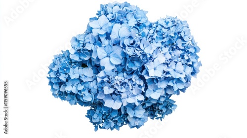 A close-up of a vibrant blue hydrangea cluster with its numerous small flowers, isolated white background, minimalistic art style