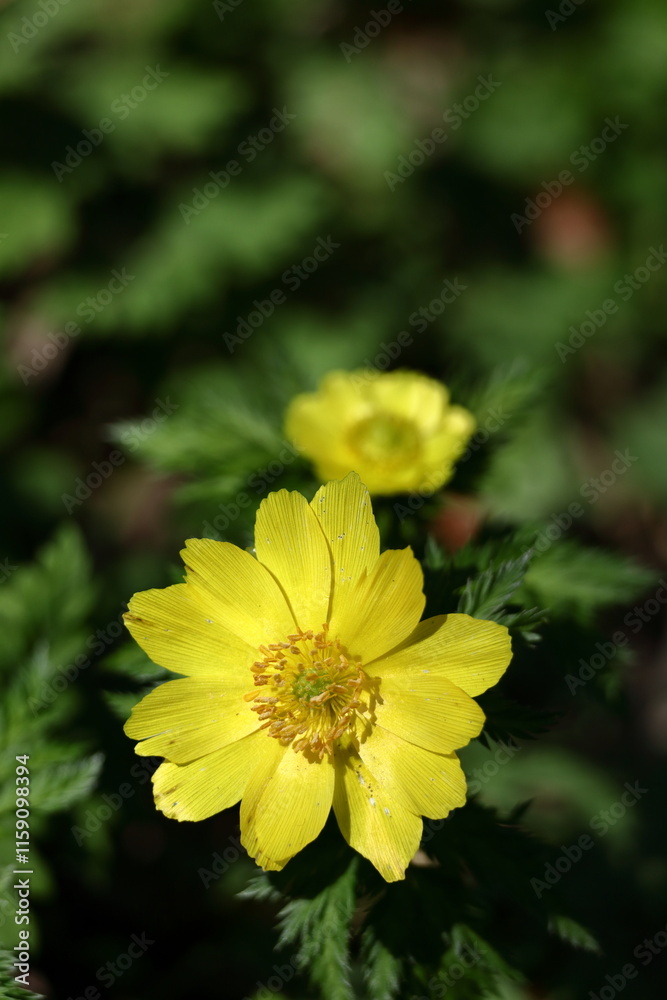 幸福を招く花 幸福を招く花