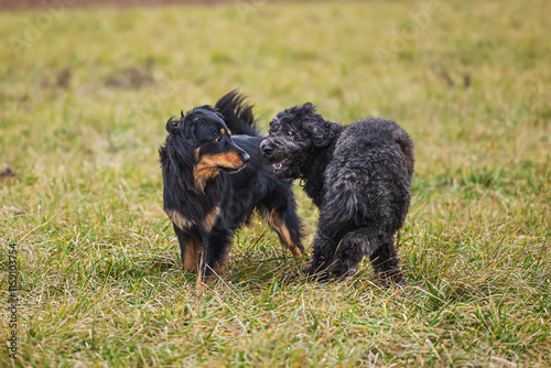 black and gold Hovie dog hovawart with white male hybrid female photo