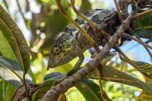 Parson's chameleon (Calumma parsonii) .Large endemic species of chameleon, Madagascar nature photo