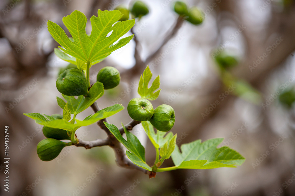 Fototapeta premium Immature Green figs growing on a tree branch
