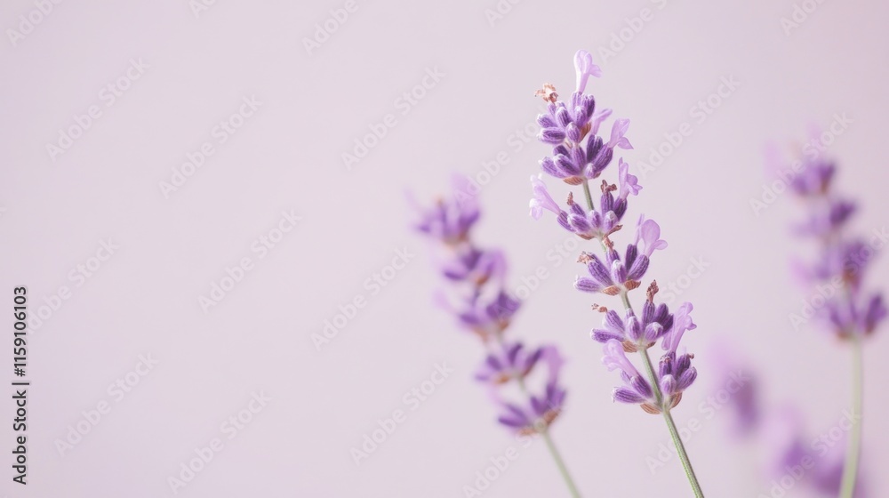 Naklejka premium A delicate purple lavender against a pale lavender background, close-up shot, Minimalist style