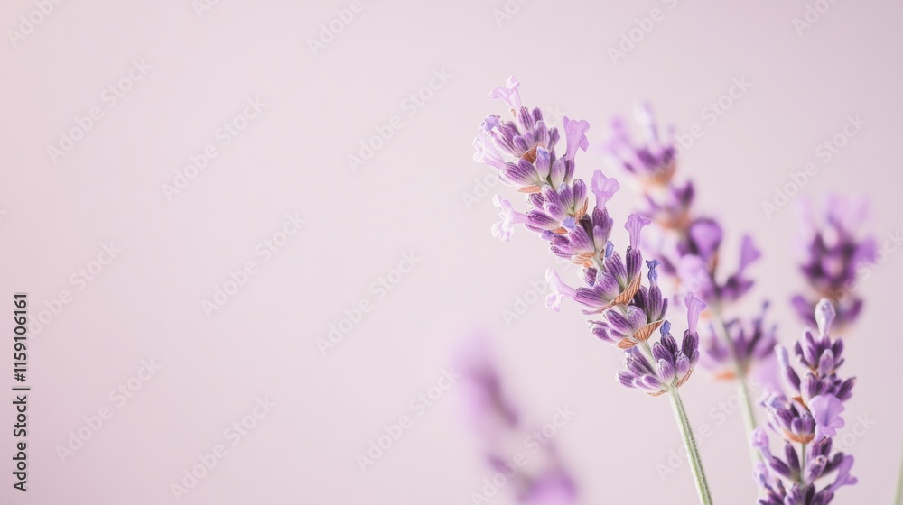 Naklejka premium A delicate purple lavender against a pale lilac background, close-up shot, Minimalist style