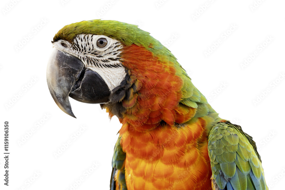Obraz premium colorful parrot on a transparent background