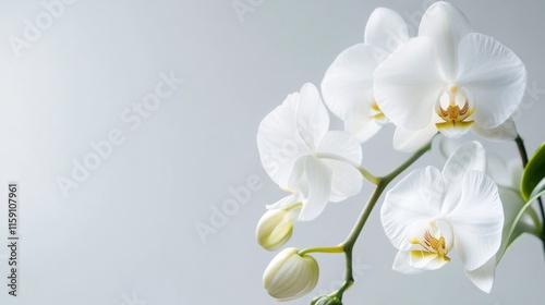 A delicate white orchid against a pale grey background, close-up shot, Minimalist style