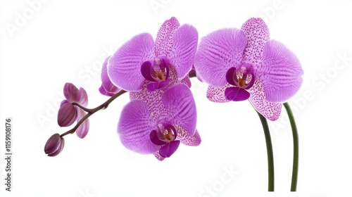 A detailed capture of a blooming purple orchid with its unique spotted pattern, isolated white background, minimalistic composition