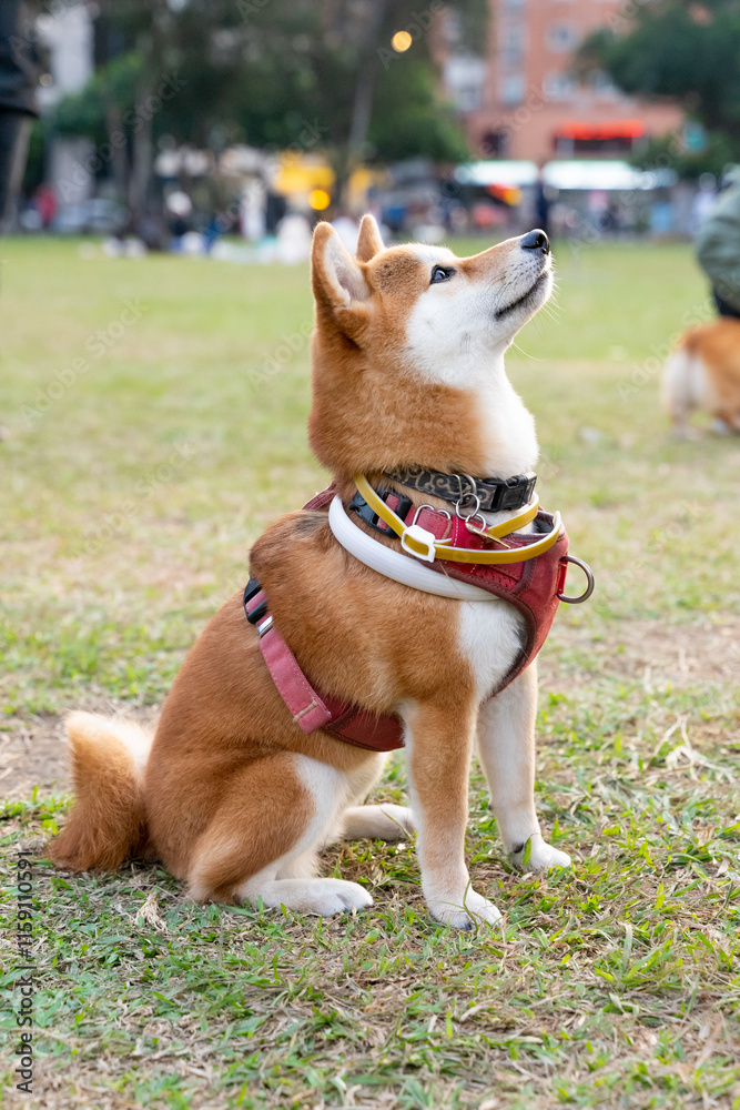  a Shiba Inu happily playing on a lush green grass field. With its alert expression and curled tail, the Shiba Inu exudes confidence and independence. The vibrant green grass serves as the perfect bac