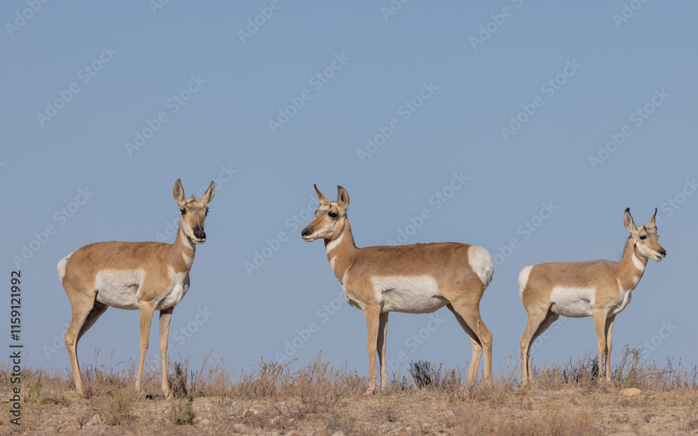 Pronghorn Antelope Does in the Utah Desert in Autumn Pronghorn Antelope Does in the Utah Desert in Autumn