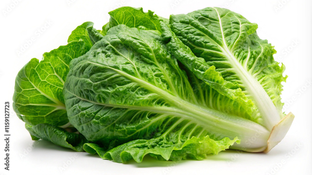cabbage isolated on white background cabbage isolated on white background