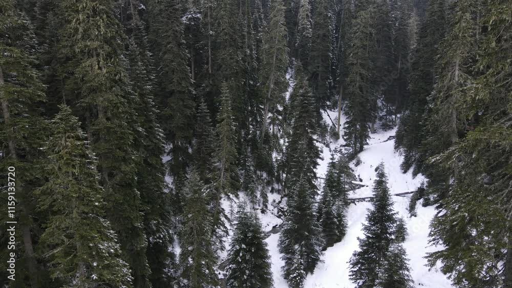 Snowy Through the Forest Snowy Through the Forest