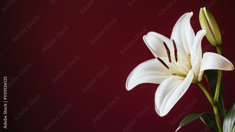 Fototapeta premium A graceful white lily against a rich burgundy background, close-up shot, Stock photo library style