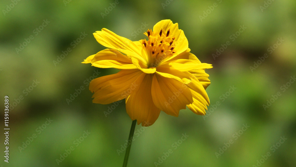 Beautiful flower with yellow petals in closeup Beautiful flower with yellow petals in closeup
