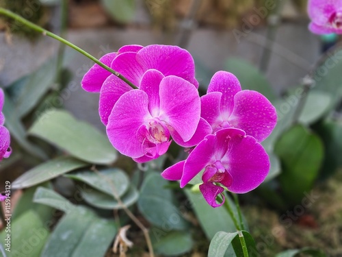 Orchids of Northeast India