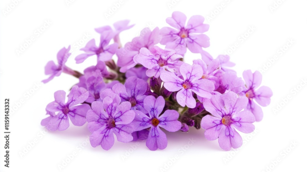 Obraz premium A macro shot of a cluster of purple verbena flowers with small blooms, isolated white background, romantic art style