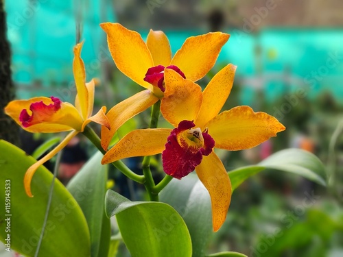 Orchids of Northeast India