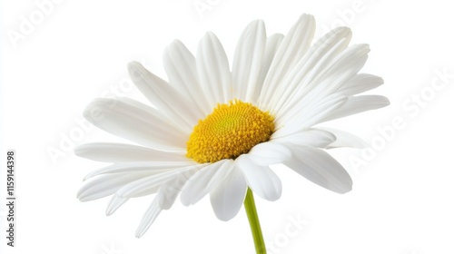 A macro shot of a sunlit daisy with its pure white petals and yellow center, isolated white background, minimalistic art style