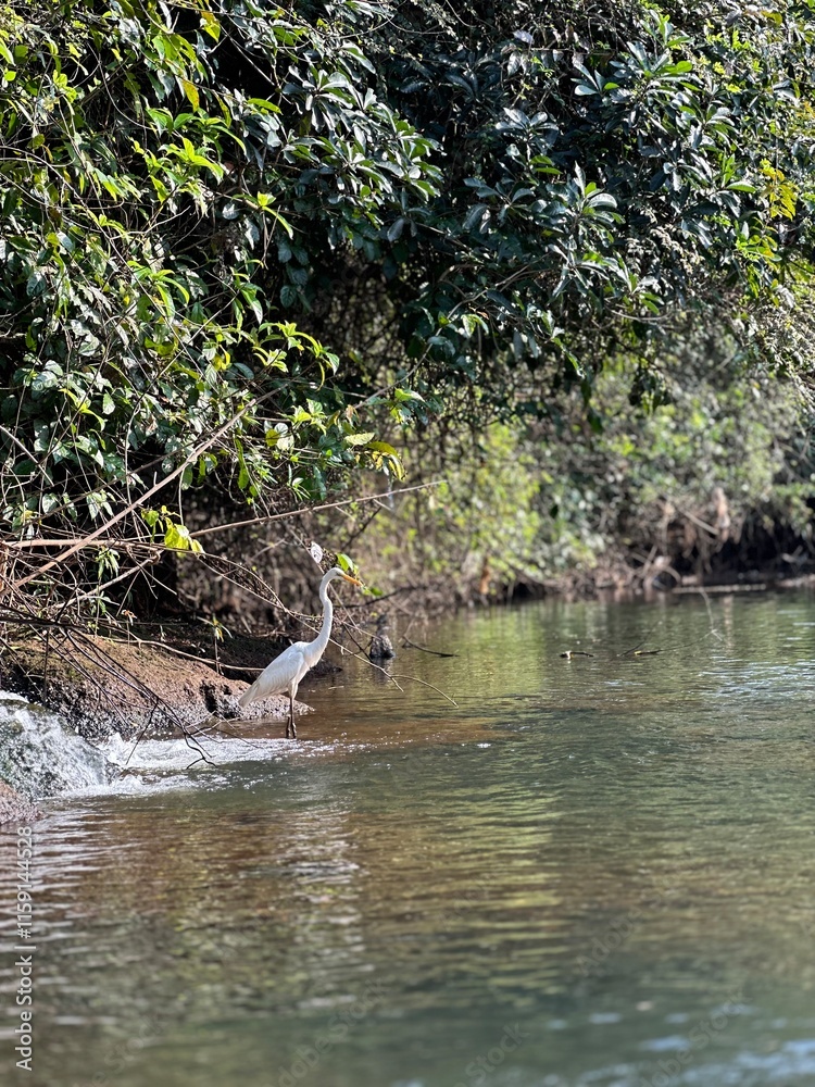 Obraz premium small river in the forest