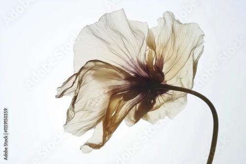 Beauty in decay reveals the transient nature of life through a wilting flower delicate existence